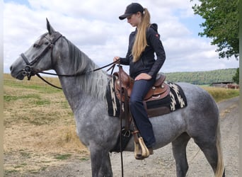 Irisches Vollblut, Stute, 5 Jahre, 165 cm, Schimmel