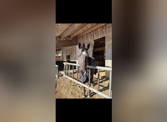 Irisches Vollblut, Stute, 6 Jahre, 160 cm, Rappe