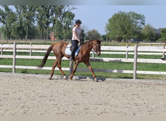 Irisches Vollblut, Stute, 6 Jahre, 160 cm, Rotfuchs