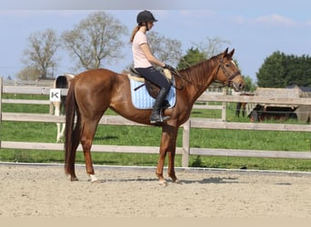 Irisches Vollblut, Stute, 6 Jahre, 160 cm, Rotfuchs
