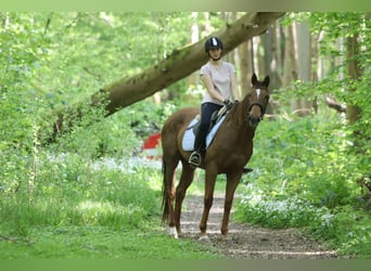 Irisches Vollblut, Stute, 6 Jahre, 160 cm, Rotfuchs