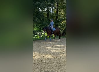 Irisches Vollblut, Stute, 6 Jahre, 163 cm, Brauner