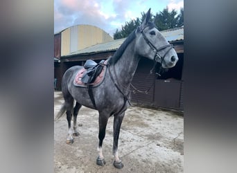Irisches Vollblut, Stute, 6 Jahre, 163 cm, Schimmel