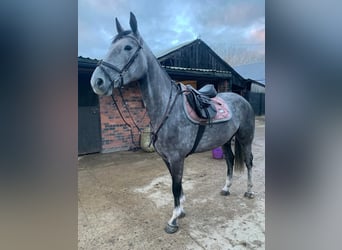 Irisches Vollblut, Stute, 6 Jahre, 163 cm, Schimmel
