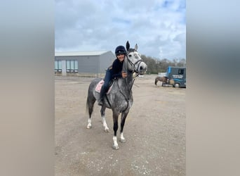 Irisches Vollblut, Stute, 6 Jahre, 163 cm, Schimmel