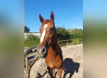 Irisches Vollblut, Stute, 6 Jahre, 165 cm, Fuchs
