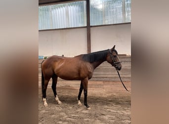 Irisches Vollblut, Stute, 7 Jahre, 155 cm, Brauner