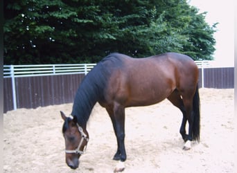 Irisches Vollblut, Stute, 7 Jahre, 166 cm, Schwarzbrauner