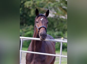 Irisches Vollblut, Stute, 7 Jahre, 166 cm, Schwarzbrauner