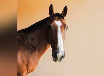Irisches Vollblut, Stute, 8 Jahre, 160 cm, Roan-Bay
