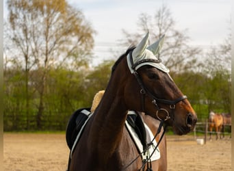 Irisches Vollblut, Stute, 8 Jahre, 162 cm, Schwarzbrauner