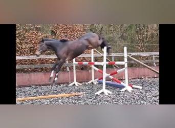 Irisches Vollblut, Stute, 8 Jahre, 165 cm, Brauner