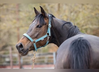 Irisches Vollblut, Stute, 8 Jahre, 165 cm, Brauner