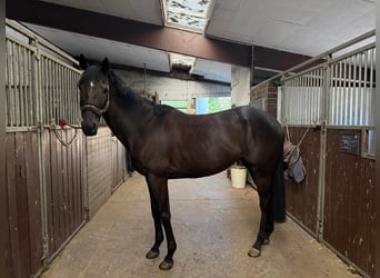 Irisches Vollblut, Stute, 8 Jahre, 165 cm, Rappe