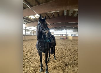 Irisches Vollblut, Stute, 8 Jahre, 165 cm, Rappe