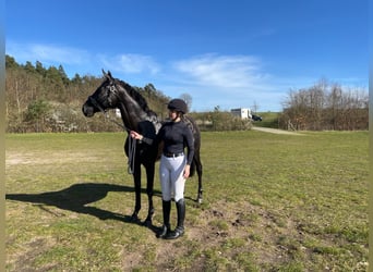 Irisches Vollblut, Stute, 8 Jahre, 172 cm, Schwarzbrauner