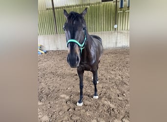 Irisches Vollblut, Wallach, 10 Jahre, 160 cm, Rappe