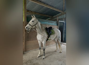 Irisches Vollblut, Wallach, 11 Jahre, 170 cm, Schimmel