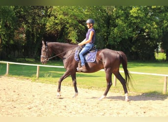 Irisches Vollblut, Wallach, 11 Jahre, 175 cm, Dunkelbrauner