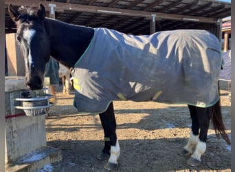 Irisches Vollblut, Wallach, 12 Jahre, 163 cm