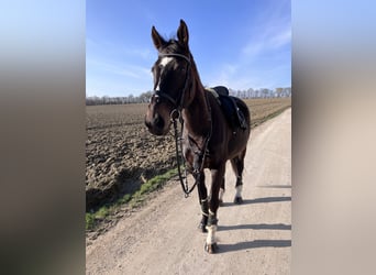 Irisches Vollblut, Wallach, 12 Jahre, 163 cm