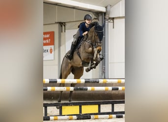 Irisches Vollblut, Wallach, 13 Jahre, 163 cm, Brauner