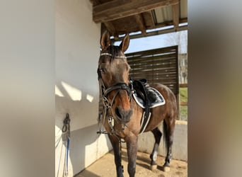 Irisches Vollblut, Wallach, 14 Jahre, 163 cm, Brauner