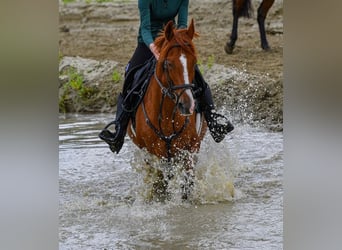 Irisches Vollblut, Wallach, 14 Jahre, 165 cm, Fuchs