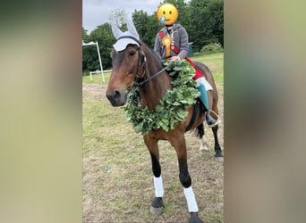 Irisches Vollblut, Wallach, 17 Jahre, 152 cm, Dunkelbrauner