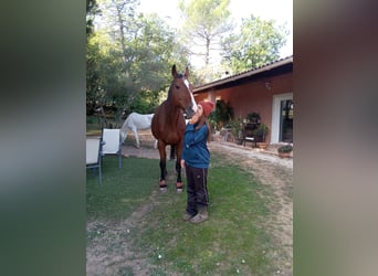 Irisches Vollblut, Wallach, 20 Jahre, 170 cm