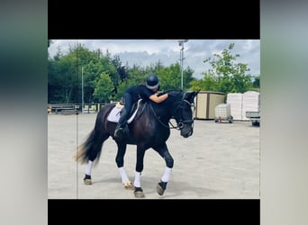 Irisches Vollblut, Wallach, 4 Jahre, 142 cm, Rappe
