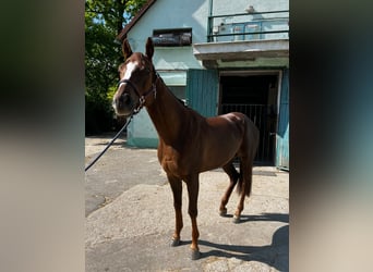 Irisches Vollblut, Wallach, 4 Jahre, 165 cm