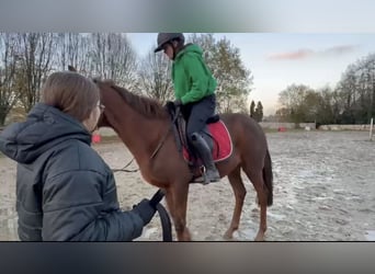 Irisches Vollblut, Wallach, 5 Jahre, 155 cm, Fuchs