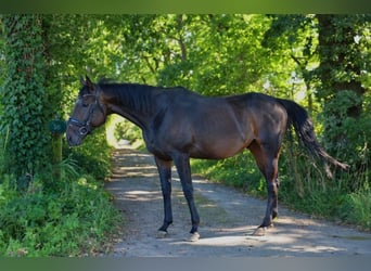 Irisches Vollblut, Wallach, 5 Jahre, 160 cm, Dunkelbrauner