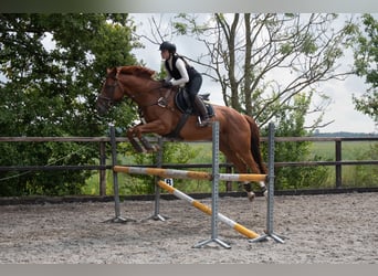 Irisches Vollblut, Wallach, 5 Jahre, 165 cm, Fuchs