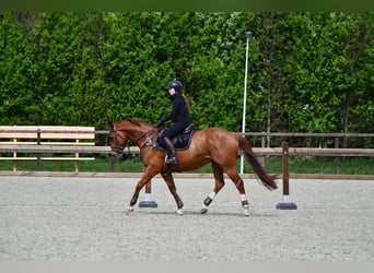 Irisches Vollblut, Wallach, 5 Jahre, 165 cm, Fuchs