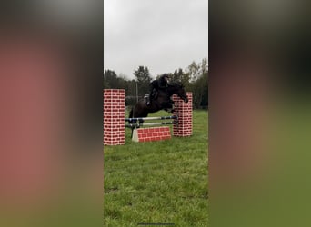 Irisches Vollblut, Wallach, 5 Jahre, 170 cm, Dunkelbrauner