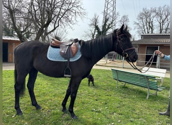 Irisches Vollblut, Wallach, 6 Jahre, 164 cm, Rappe