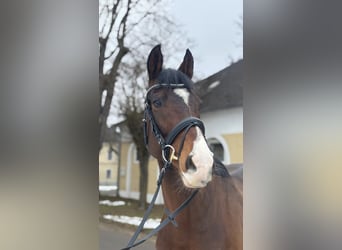 Irisches Vollblut, Wallach, 6 Jahre, 166 cm, Dunkelbrauner