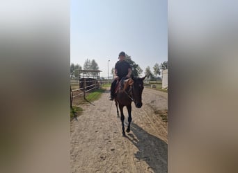Irisches Vollblut, Wallach, 6 Jahre, 170 cm, Brauner