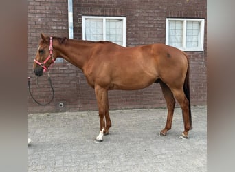 Irisches Vollblut, Wallach, 7 Jahre, 164 cm, Fuchs