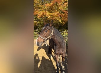 Irisches Vollblut, Wallach, 7 Jahre, Brauner