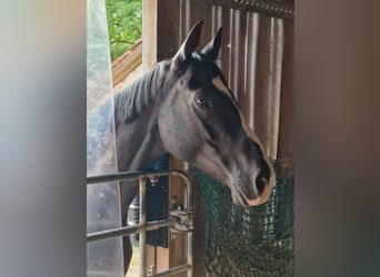 Irisches Vollblut, Wallach, 8 Jahre, 160 cm, Schwarzbrauner