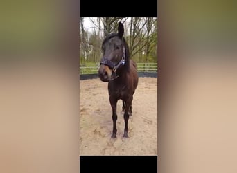 Irisches Vollblut, Wallach, 8 Jahre, 165 cm, Rappe