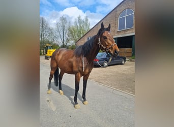 Irisches Vollblut, Wallach, 9 Jahre, 165 cm, Dunkelbrauner