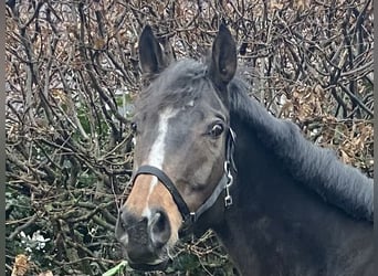 Irisches Vollblut, Wallach, 9 Jahre, 165 cm, Schwarzbrauner