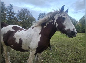 Irish Cob, Caballo castrado, 15 años, 150 cm, Pío