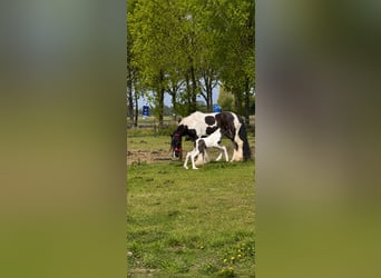 Irish Cob, Caballo castrado, 1 año, 165 cm, Morcillo