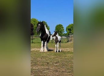 Irish Cob, Caballo castrado, 1 año, 165 cm, Morcillo