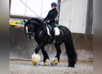 Irish Cob, Caballo castrado, 1 año, 165 cm, Morcillo